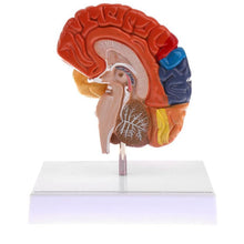 Load image into Gallery viewer, Cerebral Anatomical Brain Model Anatomy 1:1 Half Brain Brainstem Medical Teaching School Lab Supplies
