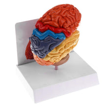 Load image into Gallery viewer, Cerebral Anatomical Brain Model Anatomy 1:1 Half Brain Brainstem Medical Teaching School Lab Supplies
