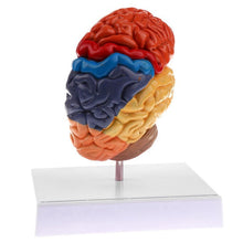 Load image into Gallery viewer, Cerebral Anatomical Brain Model Anatomy 1:1 Half Brain Brainstem Medical Teaching School Lab Supplies
