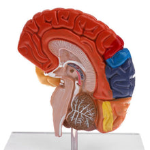 Load image into Gallery viewer, Cerebral Anatomical Brain Model Anatomy 1:1 Half Brain Brainstem Medical Teaching School Lab Supplies
