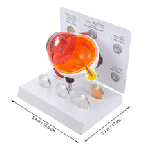 Load image into Gallery viewer, Cornea Eyeball Model Human Eye Model Human Eye Demonstration Teaching Prop Cataract Anatomy Medical Teaching Model
