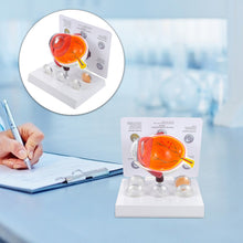 Load image into Gallery viewer, Cornea Eyeball Model Human Eye Model Human Eye Demonstration Teaching Prop Cataract Anatomy Medical Teaching Model

