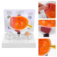 Load image into Gallery viewer, Cornea Eyeball Model Human Eye Model Human Eye Demonstration Teaching Prop Cataract Anatomy Medical Teaching Model
