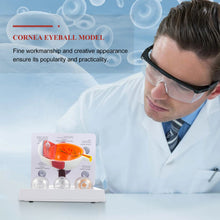 Load image into Gallery viewer, Cornea Eyeball Model Human Eye Model Human Eye Demonstration Teaching Prop Cataract Anatomy Medical Teaching Model
