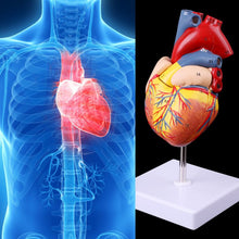 Load image into Gallery viewer, Disassembled Anatomical Human Heart Model Anatomy Teaching Tool 77HA

