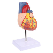 Load image into Gallery viewer, Disassembled Anatomical Human Heart Model Anatomy Teaching Tool 77HA
