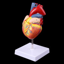 Load image into Gallery viewer, Disassembled Anatomical Human Heart Model Anatomy Teaching Tool 77HA

