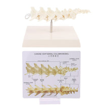 Load image into Gallery viewer, Dog Canine Lumbar Vertebrae with Coccyx Model Aid Teaching Anatomy Display Study Research
