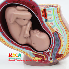 Load image into Gallery viewer, Embryo  pelvic cavity model midwifery teaching  birth control medical  didactical MPT001
