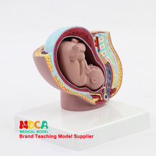 Load image into Gallery viewer, Embryo  pelvic cavity model midwifery teaching  birth control medical  didactical MPT001
