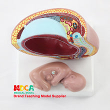 Load image into Gallery viewer, Embryo  pelvic cavity model midwifery teaching  birth control medical  didactical MPT001
