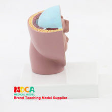 Load image into Gallery viewer, Embryo  pelvic cavity model midwifery teaching  birth control medical  didactical MPT001
