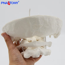 Load image into Gallery viewer, Enlarged Detachable Human Cervical Vertebra Atlas and Axis Bone Spine Anatomical Model Medical Equipment Teaching Tool Skeleton
