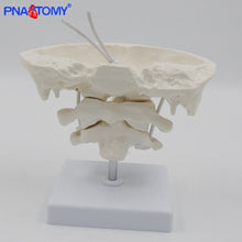 Load image into Gallery viewer, Enlarged Detachable Human Cervical Vertebra Atlas and Axis Bone Spine Anatomical Model Medical Equipment Teaching Tool Skeleton
