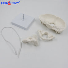 Load image into Gallery viewer, Enlarged Detachable Human Cervical Vertebra Atlas and Axis Bone Spine Anatomical Model Medical Equipment Teaching Tool Skeleton
