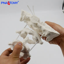 Load image into Gallery viewer, Enlarged Detachable Human Cervical Vertebra Atlas and Axis Bone Spine Anatomical Model Medical Equipment Teaching Tool Skeleton
