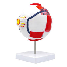 Load image into Gallery viewer, Eyeball Model Anatomical Eyeball Model Medical Learning Aid Teaching Instrument 6X Enlarged Human Eye Anatomical Model
