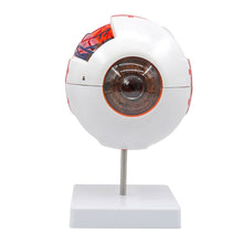 Load image into Gallery viewer, Eyeball Model Anatomical Eyeball Model Medical Learning Aid Teaching Instrument 6X Enlarged Human Eye Anatomical Model
