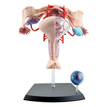 Load image into Gallery viewer, Female reproductive system 4d human body organ anatomical model female uterus medical teaching model
