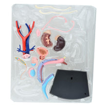 Load image into Gallery viewer, Female reproductive system 4d human body organ anatomical model female uterus medical teaching model
