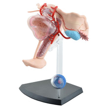 Load image into Gallery viewer, Female reproductive system 4d human body organ anatomical model female uterus medical teaching model
