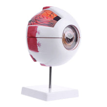 Load image into Gallery viewer, Eyeball Model Anatomical Eyeball Model Medical Learning Aid Teaching Instrument
