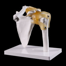 Load image into Gallery viewer, Human anatomy skeleton shoulder joint skeletal muscle model teaching research tool model
