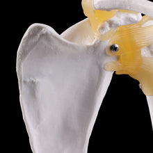 Load image into Gallery viewer, Human anatomy skeleton shoulder joint skeletal muscle model teaching research tool model
