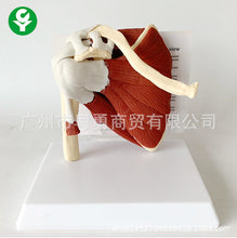 Load image into Gallery viewer, Human Skeleton Shoulder Scapula Clavicle Muscle Model Joint Functional Ligament Medical Teaching Aid
