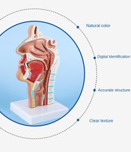 Load image into Gallery viewer, Head Anatomy Model Nasopharyngeal Model Side Vascular Nerve Model In The Mouth, Nose and Throat Nasal Cavity Anatomical Model
