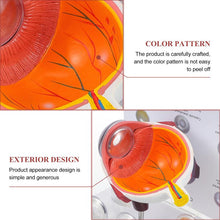 Load image into Gallery viewer, Cornea Eyeball Model Human Eye Model Human Eye Demonstration Teaching Prop Cataract Anatomy Medical Teaching Model
