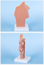 Load image into Gallery viewer, Head Anatomy Model Nasopharyngeal Model Side Vascular Nerve Model In The Mouth, Nose and Throat Nasal Cavity Anatomical Model
