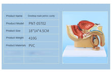 Load image into Gallery viewer, Male Pelvis Anatomy Model Testis Prostate Anatomical Model Urinary System Medical Teaching Model Educational Equipment Gift

