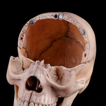 Load image into Gallery viewer, 15pcs/set 4D Disassembled Skull Anatomical Model Detachable Medical Teaching Tool
