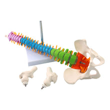Load image into Gallery viewer, 45cm Human Spine with Pelvic Anatomy Model Medical Science Teaching Resources Dropshipping
