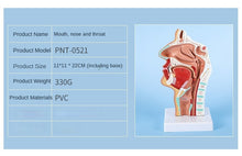 Load image into Gallery viewer, Head Anatomy Model Nasopharyngeal Model Side Vascular Nerve Model In The Mouth, Nose and Throat Nasal Cavity Anatomical Model

