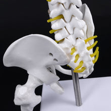 Load image into Gallery viewer, Medical props model 45cm Human Anatomical Spine with Pelvic Flexible Model Medical Learn Aid Anatomy
