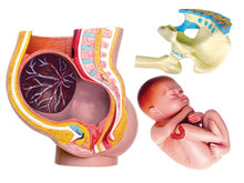 Load image into Gallery viewer, 4d Human Pelvis Anatomy Model Skeleton Medical Teaching Aid Puzzle Assembling Toy Laboratory Education Equipment
