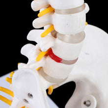 Load image into Gallery viewer, 45cm Flexible Human Spinal Column Vertebral Lumbar Curve Anatomical Model Anatomy Spine Medical Teaching Tool
