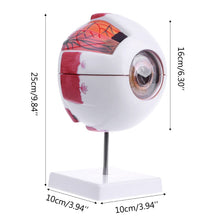 Load image into Gallery viewer, Eyeball Model Anatomical Eyeball Model Medical Learning Aid Teaching Instrument

