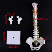 Load image into Gallery viewer, Medical props model 45cm Human Anatomical Spine with Pelvic Flexible Model Medical Learn Aid Anatomy
