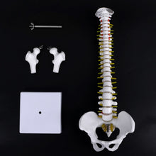 Load image into Gallery viewer, Medical props model 45cm Human Anatomical Spine with Pelvic Flexible Model Medical Learn Aid Anatomy
