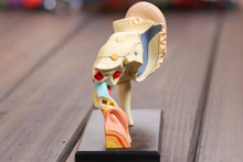 Load image into Gallery viewer, Dental lab Dentist 4D ear human skeleton anatomical model Anatomy model skeleton  3d puzzle educational toys
