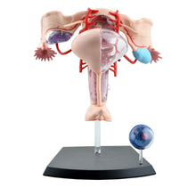 Load image into Gallery viewer, Female reproductive system 4d human body organ anatomical model female uterus medical teaching model
