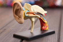 Load image into Gallery viewer, Dental lab Dentist 4D ear human skeleton anatomical model Anatomy model skeleton  3d puzzle educational toys
