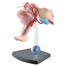 Load image into Gallery viewer, Sexual Female Organ Models Female Reproductive System 4d Human Body Organ Anatomical Model Female Uterus Medical Teaching Model
