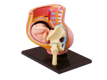 Load image into Gallery viewer, 4d Human Pelvis Anatomy Model Skeleton Medical Teaching Aid Puzzle Assembling Toy Laboratory Education Equipment
