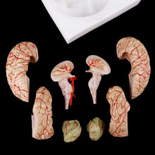 Load image into Gallery viewer, Medical props model Free postage Disassembled Anatomical Human Brain Model Anatomy Medical Teaching Tool
