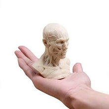 Load image into Gallery viewer, Human Muscle Skeleton Head Model Muscle Head Skull Anatomy Sculpture Art Sketch Medical Learning supplies
