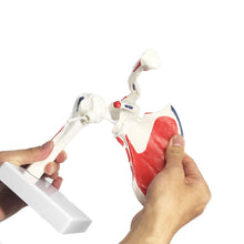 Load image into Gallery viewer, Human Shoulder Joint Anatomy Model Medical Science Teaching Resources Dropshipping
